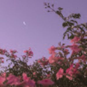 Meet your Posher, Van